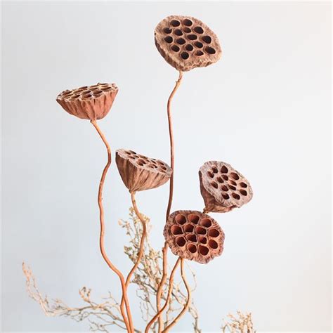 Dried Bonsai Decor Seedpod Of Lotus 5pcs Real Plants Flowers Natural