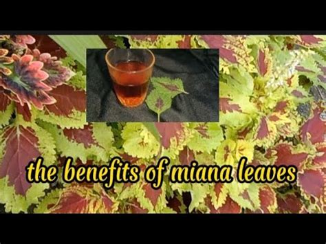 The Benefits Of Miana Leaves For Healthy Jawer Kotok YouTube