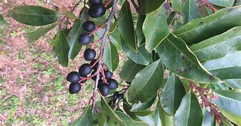 Wild Black Cherry Tree Or Chokecherry Album On Imgur