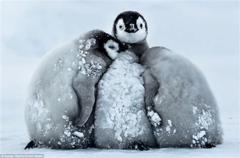 Baby penguins in Antarctica cuddle up together to survive icy -24C