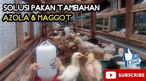 Peternak Sukses Sekala Rumahan YouTube