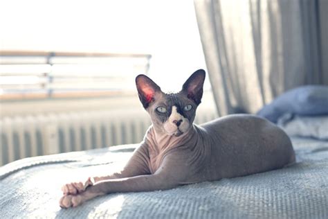 Tüysüz Kediler Yıkanır Mı Tüysüz Kedi Bakımı