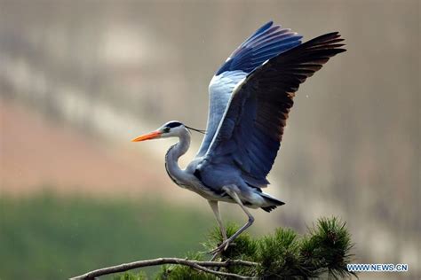 In Pics Herons In N Chinas Jicui Town