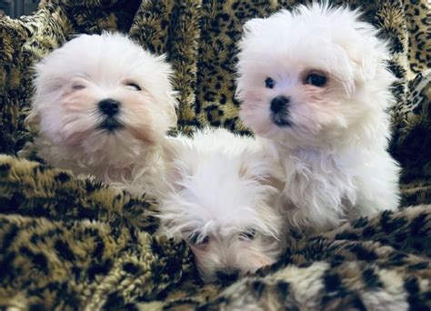 Chiot Elevage De L Adoree Peneloppe Eleveur De Chiens Bichon Maltais