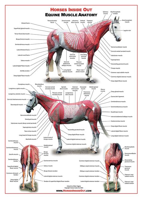 Large Anatomy Posters | Horses Inside Out