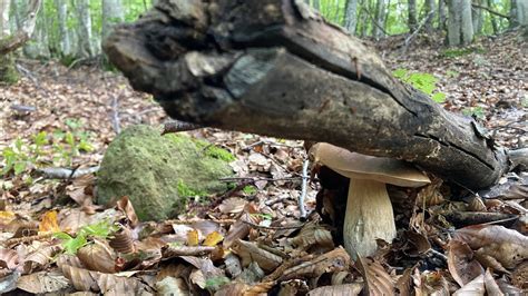 Porcini Porto Un Amico A Funghi Per La Prima Volta Vediamo Che