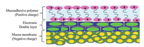 Role Of Polymer Physicochemical Properties On In Vitro Mucoadhesion