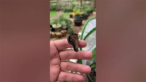 Monarch Butterfly Release Youtube