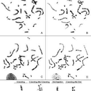 Rodentia suborders. Classification according to data from Tree of Life ...