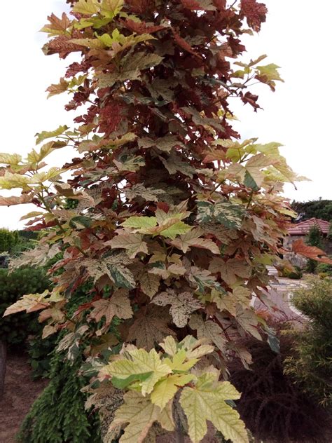 Klon Jawor Esk Sunset Acer Pseudoplatanus