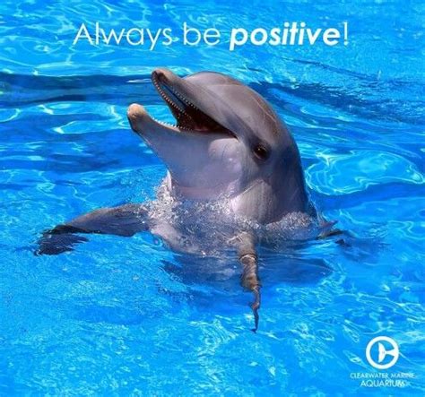 Pin By Bettyann Wills On Dolphins Clearwater Marine Aquarium