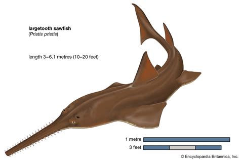 Sawfish | Diet & Facts | Britannica