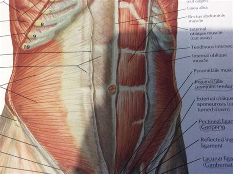 Anterior And Posterior Abdominal Wall Dr Dagani Flashcards Quizlet