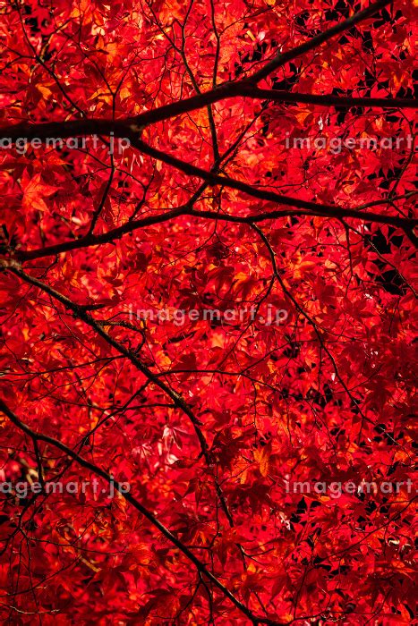 日本 青森県黒石市にある中野もみじ山のライトアップされた紅葉の写真素材 246458704 イメージマート