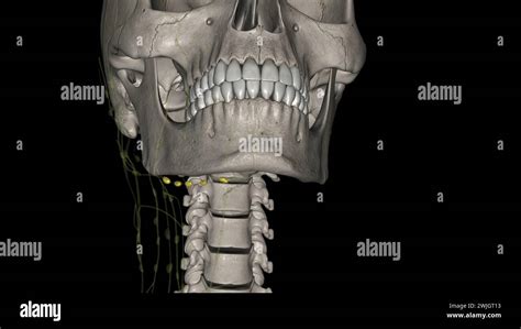 The Submandibular Lymph Nodes Are Some 3 6 Lymph Nodes Situated At The