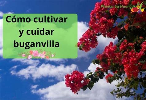 C Mo Cultivar Y Cuidar Buganvilla Huertos Aprende A Cultivar Tus