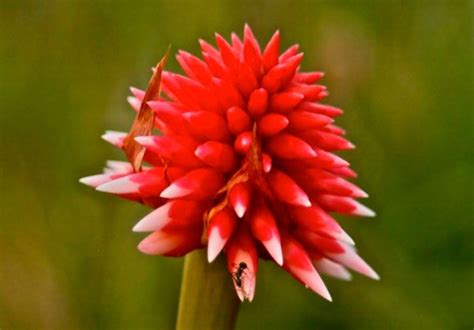 Flor de Inírida Descubre la belleza de la Orinoquía colombiana Guía 2024