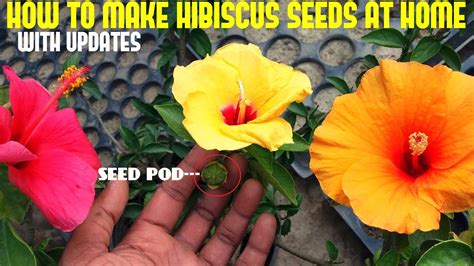 How To Make Hybrid Hibiscus Or Hibiscus Seeds At Homewith Updates Youtube