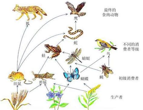 食物链的例子百度知道