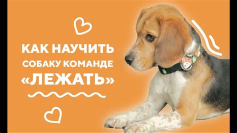 Дрессировка. Команда «лежать». - YouTube