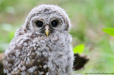 Baby Barred Owl