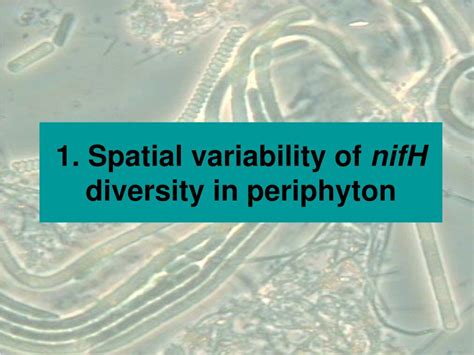 Ppt Characterization Of Nitrogenase Gene Distribution And Activity In