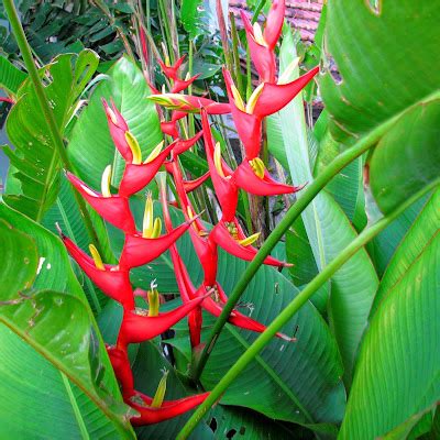 Verdade Aspas Heliconiaceae Heliconia Velloziana