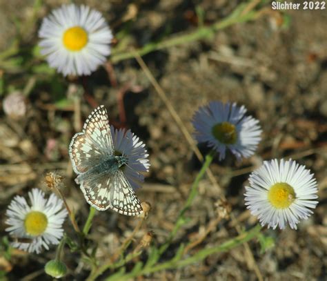 Common Checkered Skipper Pyrgus Communis