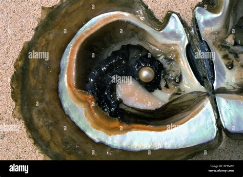 South Sea Pearl in Pinctada oyster, Palawan Island, Philippines Stock ...