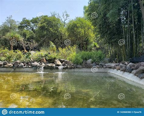 Pond Surrounded By Trees Of Temperate Forest In A Park In Mexico City