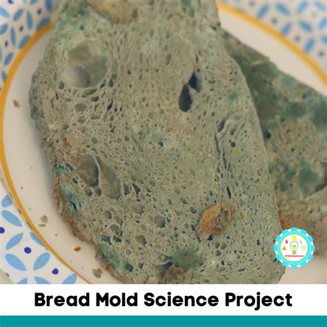 Bread Mold Science Fair Project