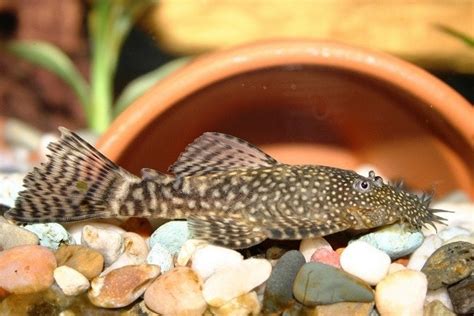 10 Great Bottom Feeder Fish For Your Aquarium (with Pictures) | Hepper