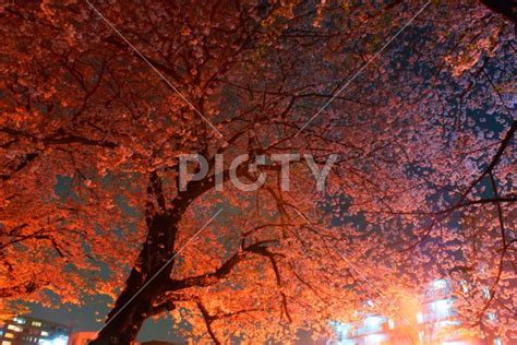 夜桜のイメージ Id 8609 ご当地写真・イラスト素材サイト Pictyピクティ