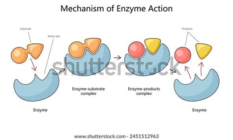 Enzymes Mechanization: Over 518 Royalty-Free Licensable Stock Illustrations & Drawings ...