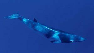 10 Oldest Whale Species in the World | Oldest.org