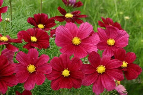 COSMOS Bipinnatus RUBINATO Muller Seeds