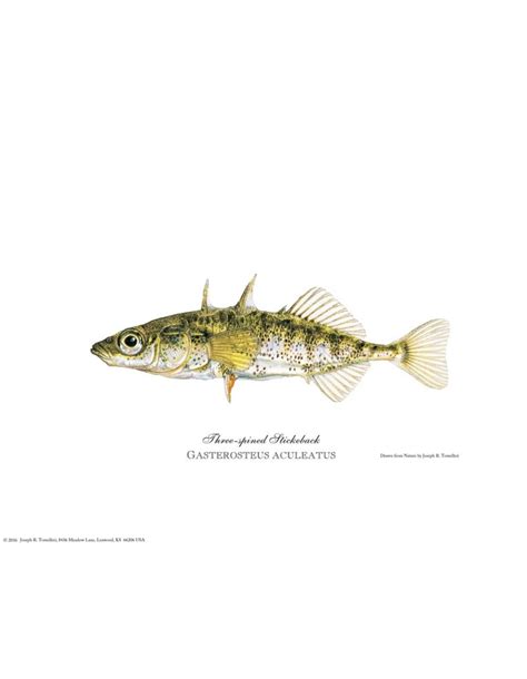 Three-spined Stickleback