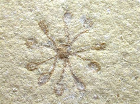 Solnhofen Saccocoma Floating Crinoid 18 Fossils For Sale