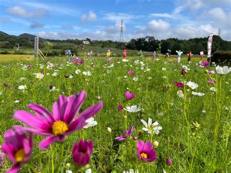 かかしと稲穂とコスモス－田原ふるさと公園の秋 はだの旬だより 秦野市観光協会