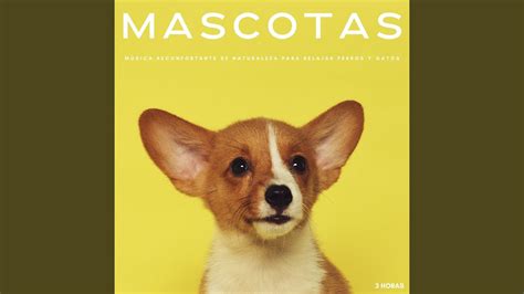 Mascotas M Sica Reconfortante De Naturaleza Para Relajar Perros Y