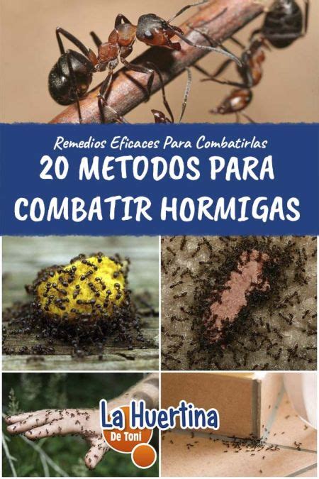 C Mo Eliminar Las Hormigas Insecticida Casero Trucos Tips Off