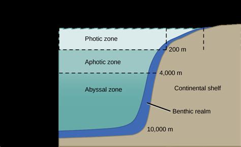 Aquatic Biomes Openstax Biology Study Guides