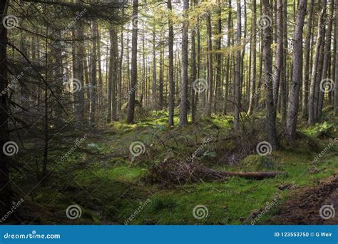 A Scots Pine Forest In The Highlands Stock Photo Image Of Hike