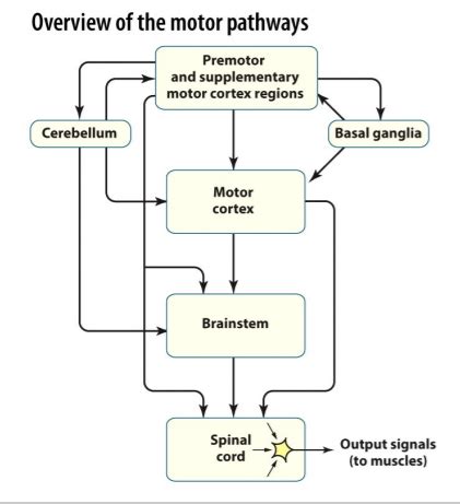 PSYC 3160 Motor Control Flashcards Quizlet