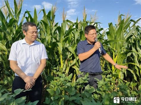 旱情缓解 补救正当时 大豆玉米带状复合种植迎来“修复促长期”今日镇江