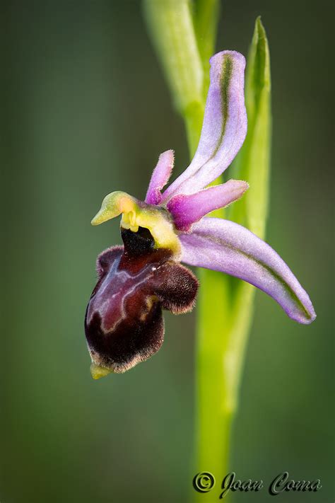 Ophrys Xolostensis Híbrid De Ophrys Catalaunica X Ophrys S Joan