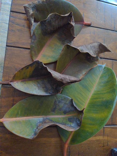 Rubber tree is dropping leaves that look like this. It's been home for