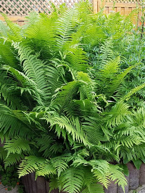 King Ostrich Fern Matteuccia Struthiopteris Urban Perennials