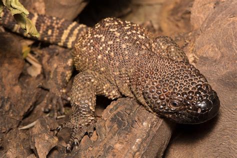 Lagarto De Chaquira Heloderma Horridum D Nde Vive Y Caracter Sticas