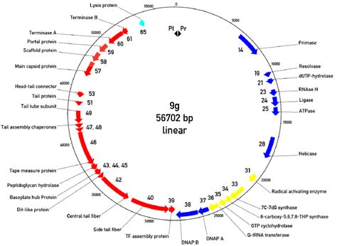 Circularized Genomic Map Of Bacteriophage G The Is Placed At The